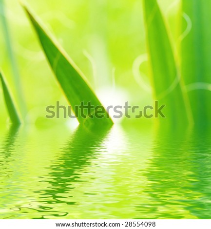 bright green leaves reflected in water