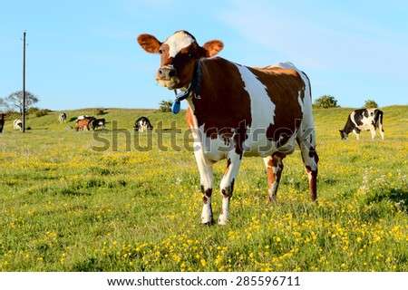 One brown and white cow look into camera. Several cows graze in background on grass field. Low angle picture. Sunshine and blue sky.