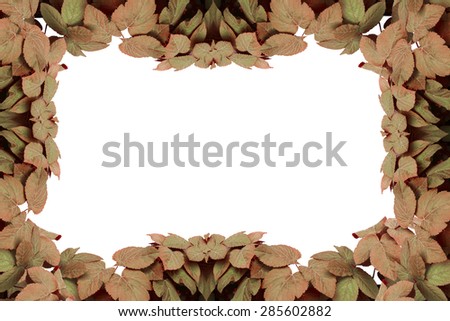 Leaves frame isolated on white background. Border blank frame . Frame with a white isolated copy space center.