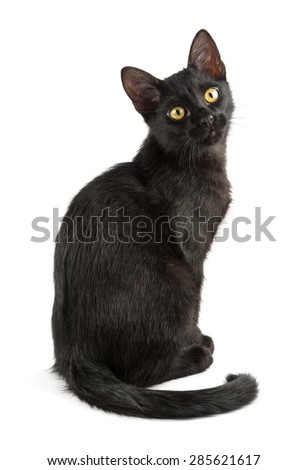 cute black cat looks at you with yellow eyes