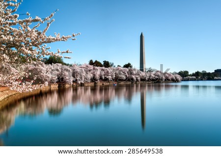 Washington Monument during the Cherry Blossom Festival. Washington, DC