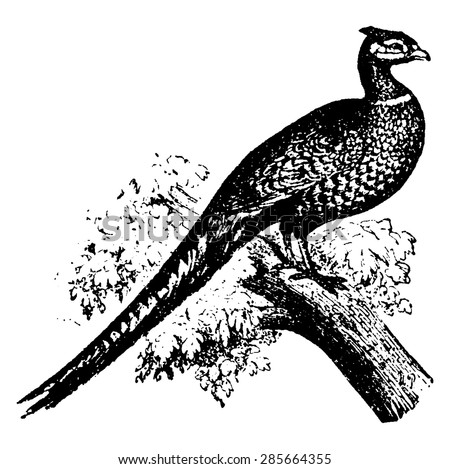 Common pheasant, vintage engraved illustration. Natural History of Animals, 1880.
