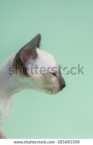 Oriental blue-point Siamese kitten