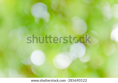green bokeh background from nature under tree shade