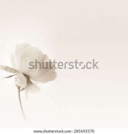 classic color roses in soft color style on mulberry paper texture for background