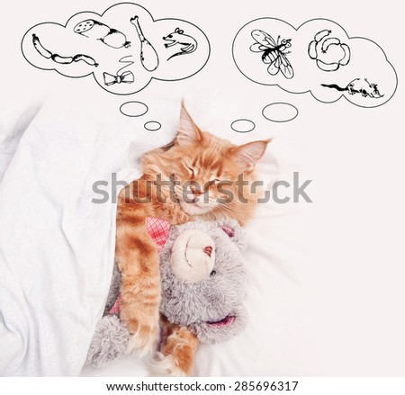 Maine Coon cat sleeping with teddy bear and dreams
