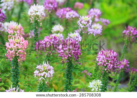 Picture of Spider Flower flower (Cleome spinosa).