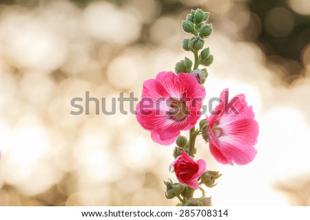 picture of beautiful hollyhock flower on bokhe background.