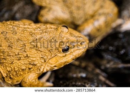 Close up of Frog