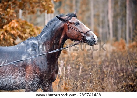 Chestnut Horse wash outdoor at autumn Royalty-Free Stock Photo #285761468
