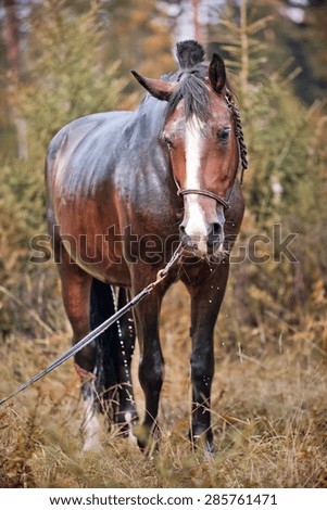Chestnut Horse wash outdoor at autumn Royalty-Free Stock Photo #285761471