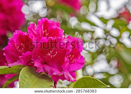 Close up picture of a flower, bright red pink blossom