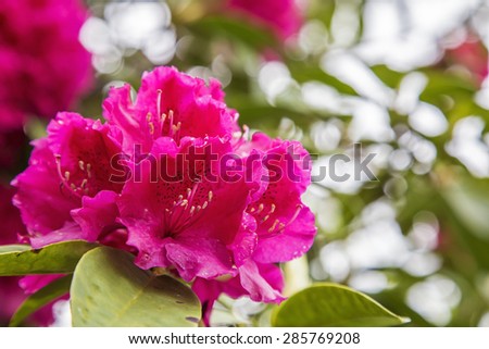 Close up picture of a flower, bright red pink blossom