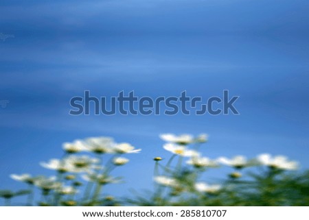 white daisies on blue sky in blurred background