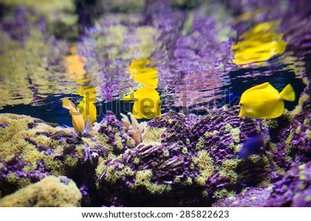 Underwater picture with great variety of fish 