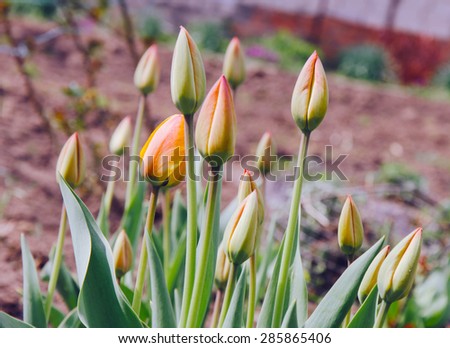 Closed yellow tulips on the village garden 