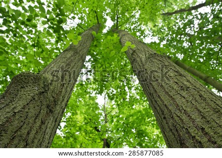 view from below on the two trees