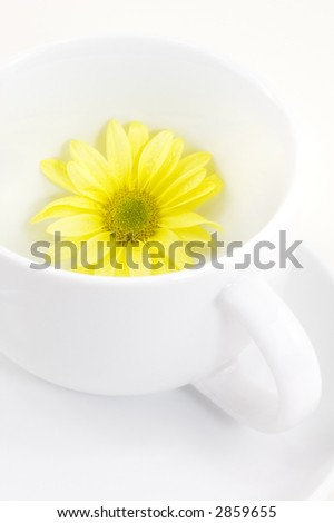 Yellow daisy in white coffee cup - white background - high key image