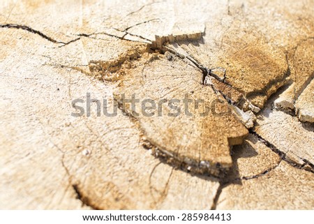 Close-up shoot of the cut trunk in the forest. Photo can be used as a background or a board. 