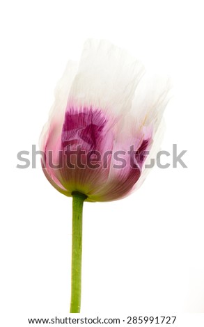 edible poppy, flower isolated on white background