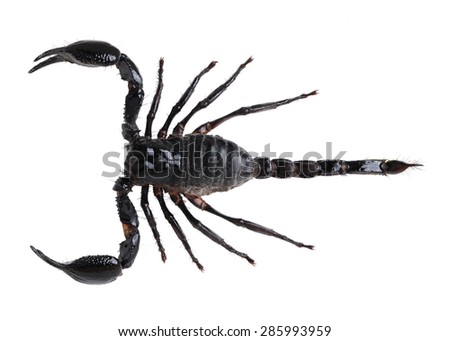 Black scorpion species palamnaeus fulvipes from Thailand isolated on white background No shadow . This has clipping path.