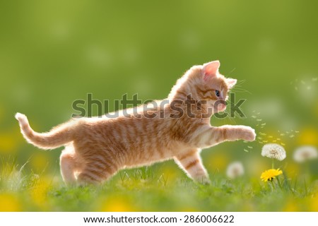 Young cat plays with dandelion in Back light on green meadow Royalty-Free Stock Photo #286006622