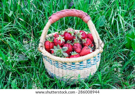 A basket of fresh organic strawberries with green grass background. These strawberries are handpicked from an organic farm in Puyallup, Washington State, US. Panoramic style.