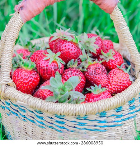 A basket of fresh organic strawberries with green grass background. These strawberries are handpicked from an organic farm in Puyallup, Washington State, US. 
