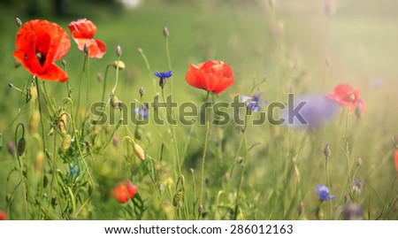 poppy on a meadow