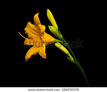 Day lilies on a black background.