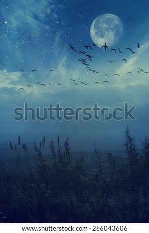 Night background concept migratory birds