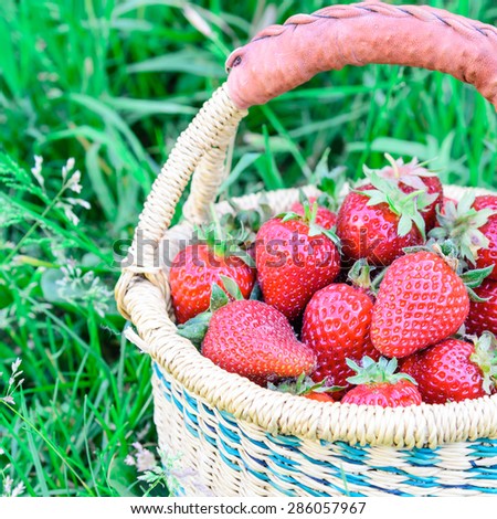 A basket of fresh organic strawberries with green grass background. These strawberries are handpicked from an organic farm in Puyallup, Washington State, US.  Copy space.