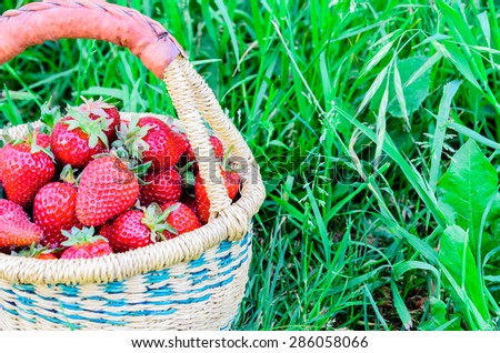 A basket of fresh organic strawberries with green grass background. These strawberries are handpicked from an organic farm in Puyallup, Washington State, US. Panoramic style. Copy space.