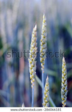 Picture of a Green wheat field 