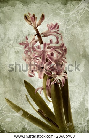old art photo of spirng flower hyacinth
