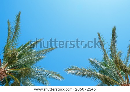 palm frond against blue sky.