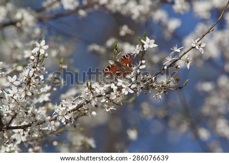 butterfly and cherry tree flower in spring