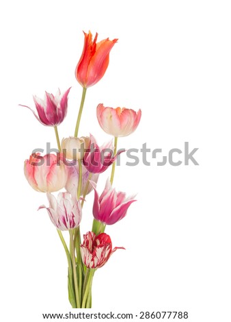 unusual delicate bouquet of spring tulips of different varieties of bright white background isolated vertical