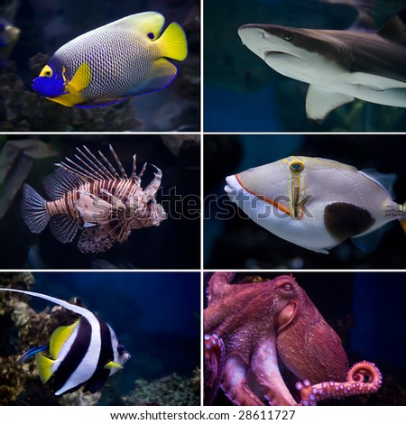 Beautiful tropical fish collection