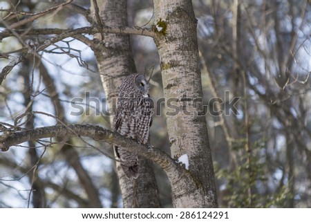 A lone Great Grey Owl