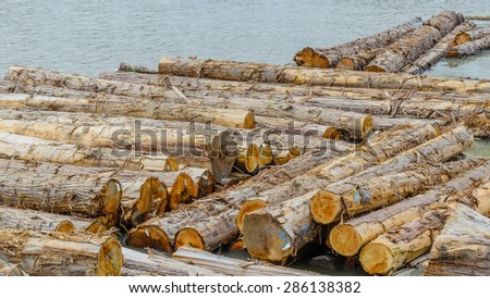 Raw logs, ready to be towed and for market floating on Fraser River surrounds Mitchell Island, British Columbia, Canada. Panoramic style.