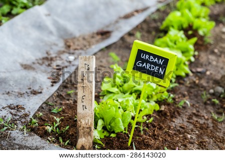 Early summer planting in urban garden. Royalty-Free Stock Photo #286143020