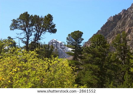 Larch, mountains and blue sky. Altay. Russia.