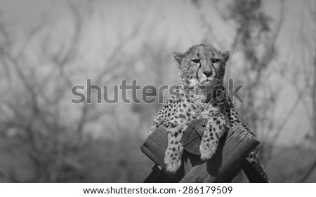 Africa cheeta close up in black and white