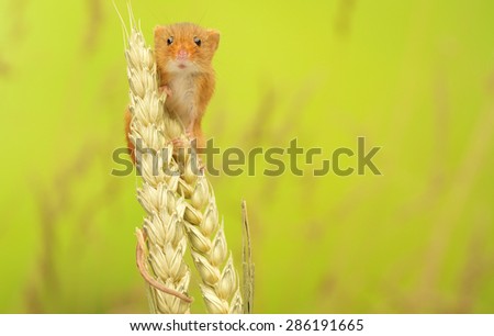 Harvest mouse looking straight at the camera