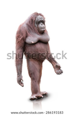 A portrait of an Orang Utan standing on white background
