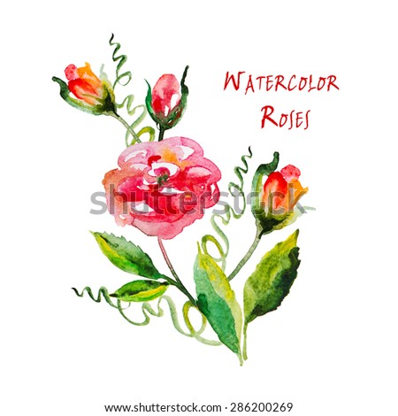 Watercolor flower. Pale pink roses watercolor illustration