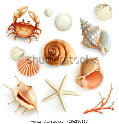 Seashells, set vector icons Royalty-Free Stock Photo #286230113