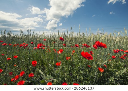 red flowers in wheat filed on sunny spring day,Poppy, Flower