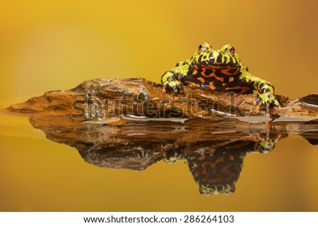 Fire Belly Toad reflection